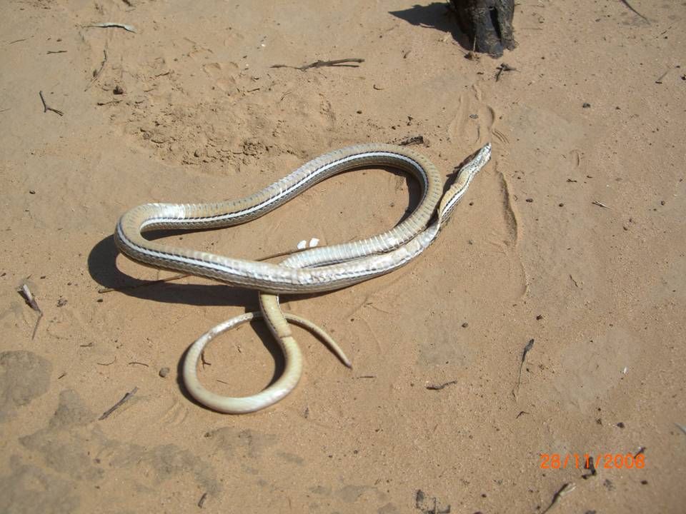 CHACO RACER Philodryas psammophidea FAUNA PARAGUAY